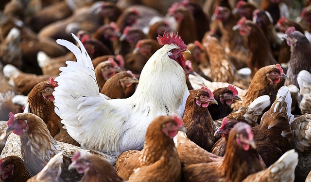 In 15 von 24 Betrieben haben sich Hhner mit der Vogelgrippe infiziert.  | Foto: Felix Kstle (dpa)