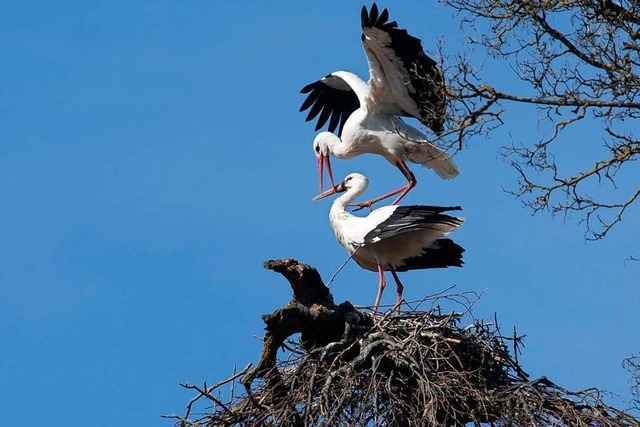 In M�llheim hat sich offenbar ein drittes Storchenpaar niedergelassen