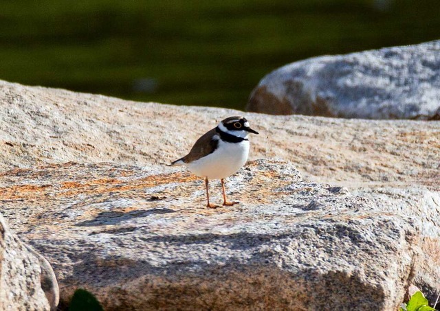 Seltener Vogel: Der Flussregenpfeifer brtet wieder an der renaturierten Elz.  | Foto: Carsten Brinkmeyer