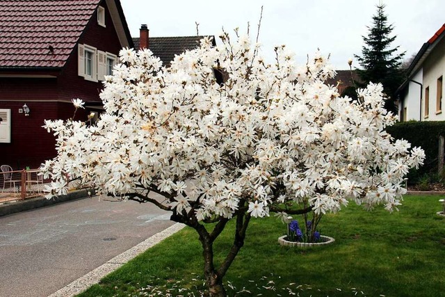 Ein Baum, zwei Gesichter: Ostern gab&#...chon Bltenpracht wie 2011 <ppp></ppp>  | Foto: Helmut Kohler