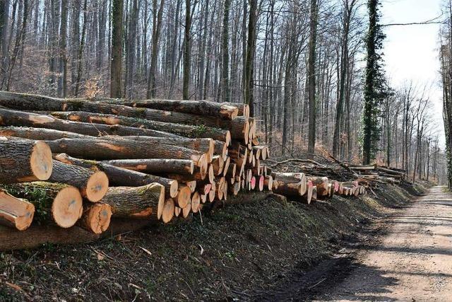 Lrrach Grne kritisieren Baumfll-Aktion am Maienbhl – wieder einmal