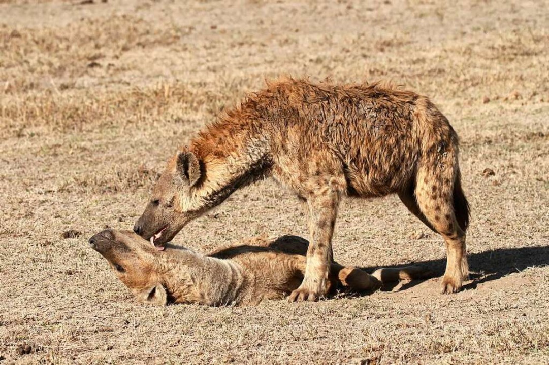Ein Hyänenmännchen leckt den Hals und Kopf seiner Angebeteten.  | Foto: Oliver Höner