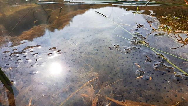 Gefhrden Besucher die intakte Natur a...idersprechen vehement einer EU-Studie.  | Foto: Gerald Nill