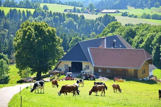 Die Sommerlinde vom Brosihof in St. Mrgen ist ein stabiler Geselle