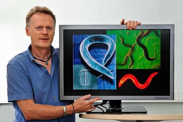 Der Biologe Ralf Baumeister versucht, Erbkrankheiten in einem Wurm aufzuspüren