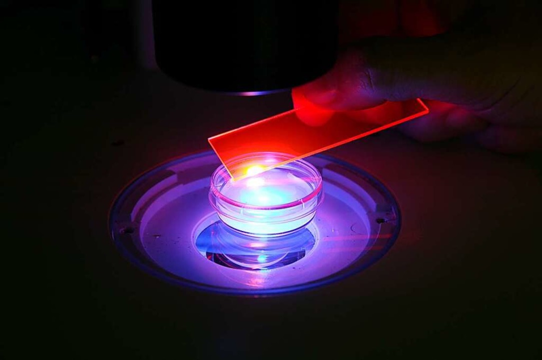 Mit Hilfe von fluoreszierendem Licht u...e Aktivität der Gene sichtbar machen.   | Foto: BZ