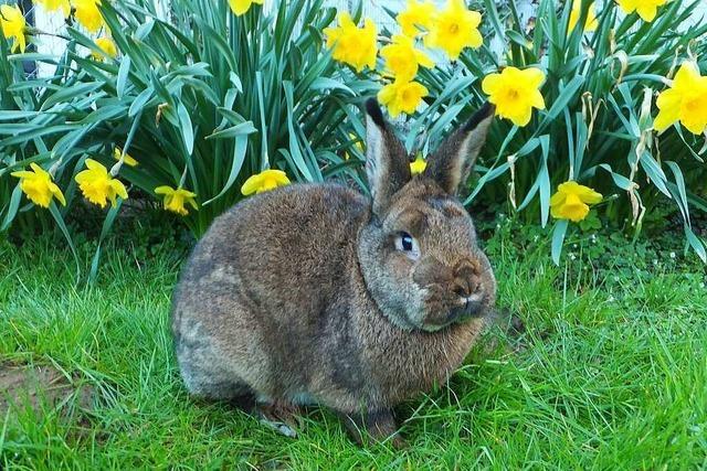 Kaninchen - die flauschigen Kollegen des Osterhasen