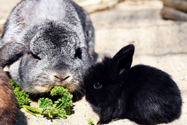 Weiches Fell und runde Augen: Das macht Kaninchen attraktiv.  | Foto: Thomas Kunz