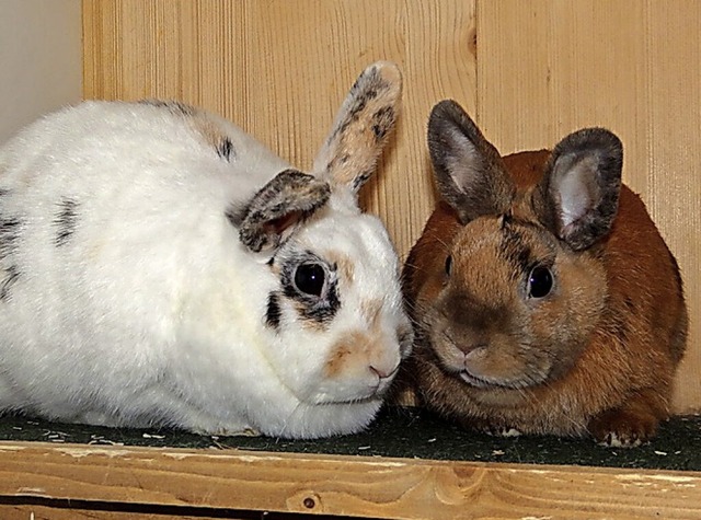 Frieda und Sora  | Foto: Tierheim Lahr