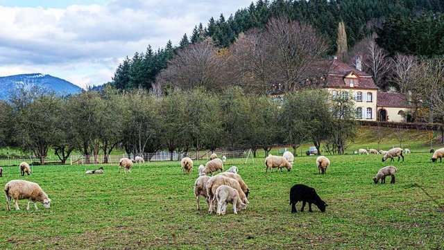 Schafe in Grunern.  | Foto: Peter Stahl