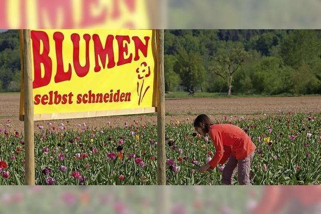 Neue Masche schdigt Ortenauer Anbieter von Blumenfeldern fr Selbstpflcker