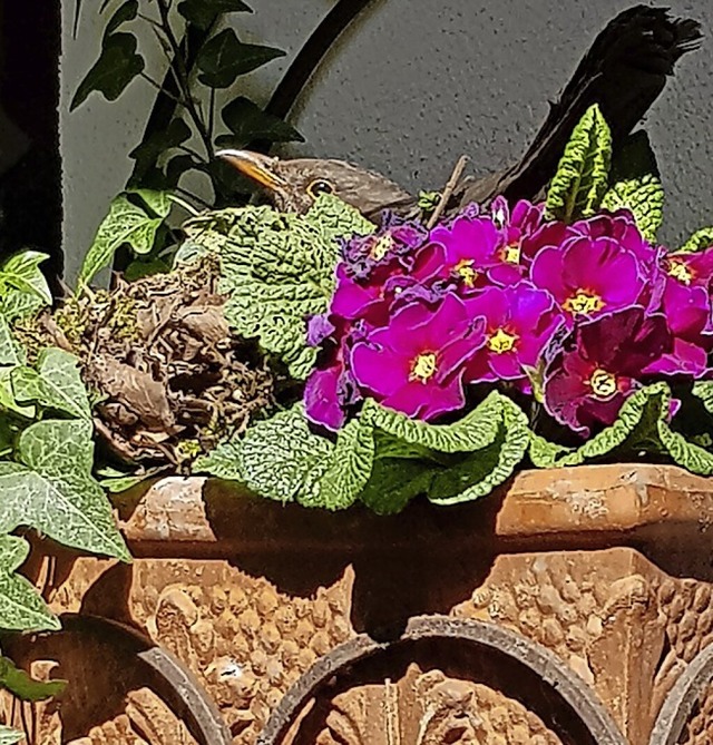 Das Brutgeschft im Blumentopf ist leider beendet.  | Foto: Gerhard Walser