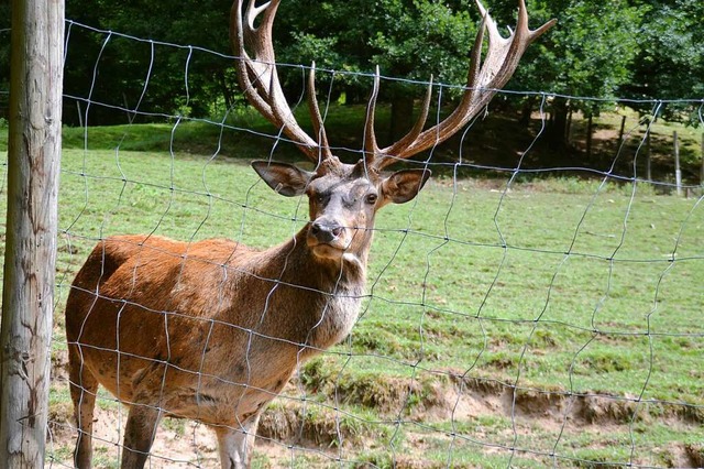 Hirsch Gustav ist der heimliche Star im Wildgehege.   | Foto: Edgar Steinfelder