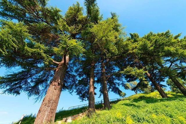 Libanon-Zedern könnten eine Hoffnung für den Schwarzwald sein