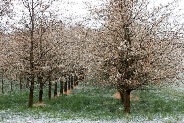 Obstbauberater rechnet mit Teilschden im Kreis Lrrach