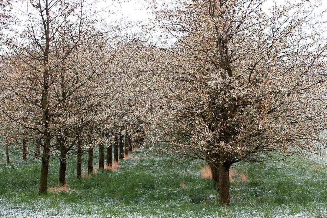 Kirschbäume im Markgräflerland  | Foto: Victoria Langelott