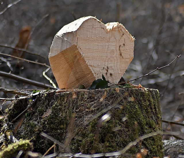 Die Baumfllungen auf dem Maienbhl bewegen auch unsere Leser.  | Foto: Thomas Loisl Mink