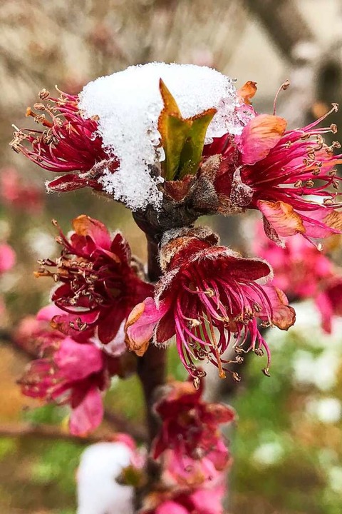 Vom Schnee bedeckte Pfirsichblten &#8...genommen haben, steht noch nicht fest.  | Foto: Gabriele Hennicke