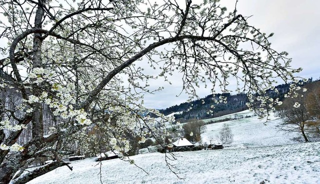 Aprilwetter &#8211; mit Bltenzweigen und schneebestubten Hngen  | Foto: Michael Bamberger