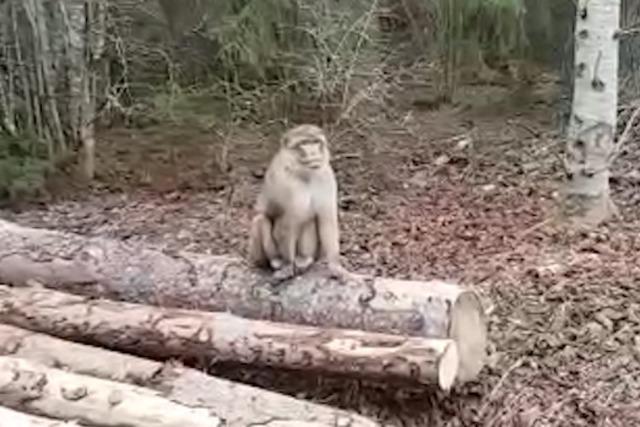 Eine Gruppe Affen ist aus dem Freizeitpark Tatzmania ausgebüxt