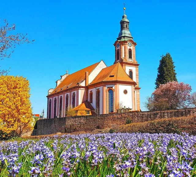 Am 30. Mrz strahlte die Sonne schon h...f die frhe Bltenpracht in Ettenheim.  | Foto: Patrik Ohnemus