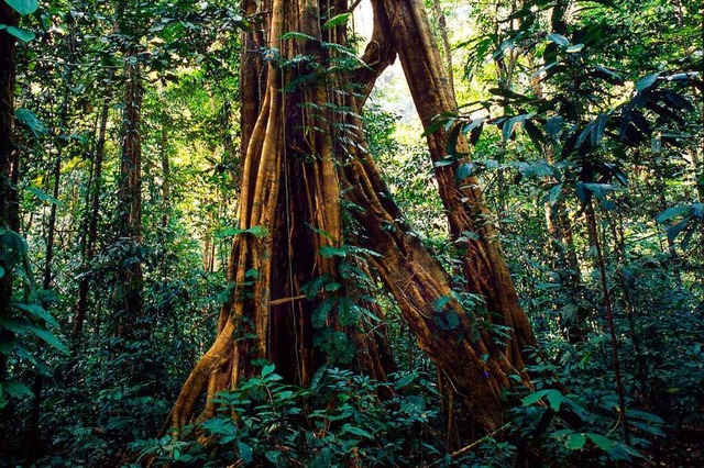 Der Regenwald in Borneo.  | Foto: DPA Deutsche Presse-Agentur GmbH