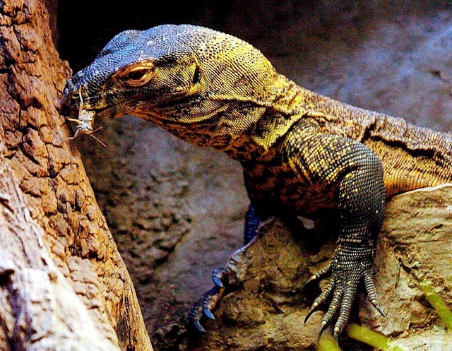 Dieser Komodowaran lebt in einem Zoo.  | Foto: epa efe Garriga