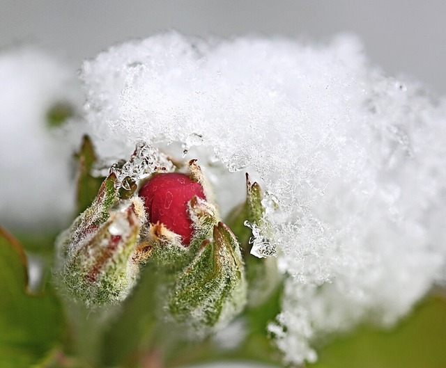 Schnee auf der Blte eines Apfelbaums   | Foto: Felix Kstle (dpa)