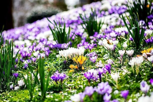 Krokus, Osterglocke, Schneeglckchen: Die Frhblher sind da