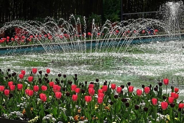 Blumenspektakel im Stadtpark