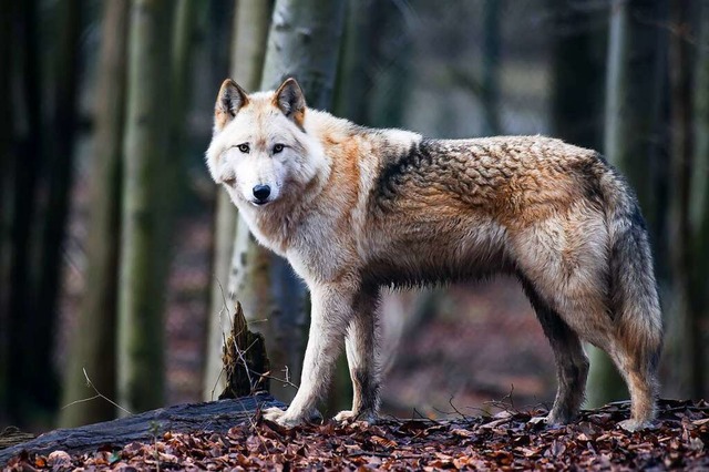 Ein Wolf  | Foto: Swen Pfrtner (dpa)