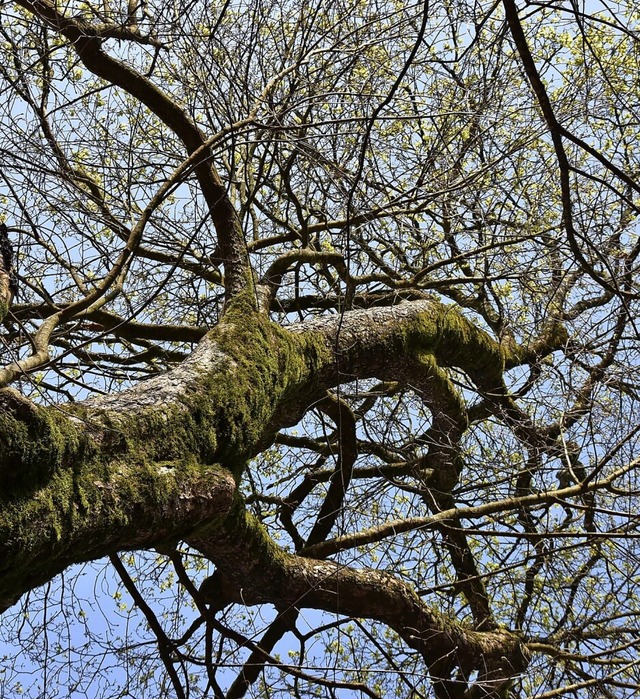 Ein Frhlingsahorn (Acer opalus) am Oberberg in Grenzach-Wyhlen  | Foto: Heinz und Monika Vollmar