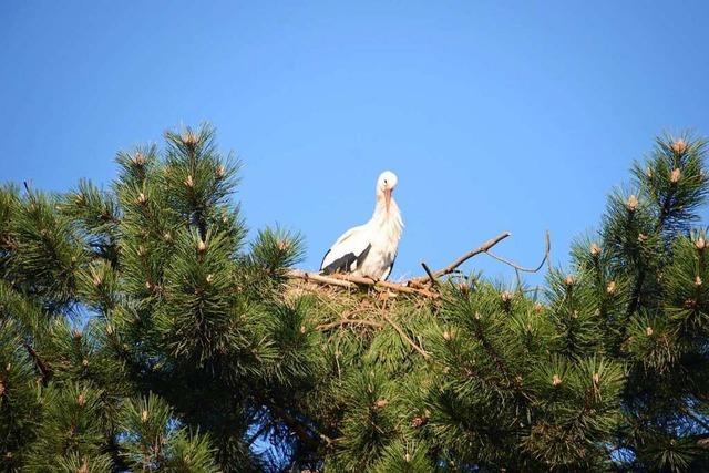 Strche haben neuangelegtes Sasbacher Nest bezogen