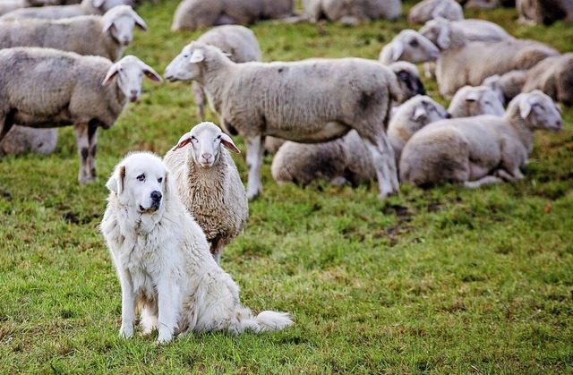 Herdenschutzhund Hugh, ein Pyrenenber...wbisch-Hall auf eine Schafherde auf.   | Foto: Christoph Schmidt (dpa)