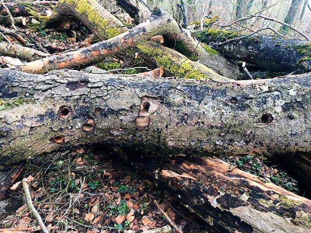 Gefllter Baum mit Spechthhlen am Maienbhl  | Foto: Oleg Szehr