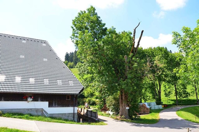 Der Baum ist ein Naturdenkmal und dem Lickertenhof wortwrtlich zugeneigt.   | Foto: alexandra wehrle