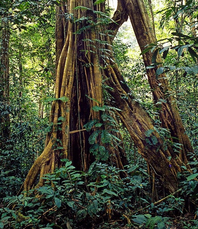 Regenwald in Borneo  | Foto: DPA Deutsche Presse-Agentur GmbH