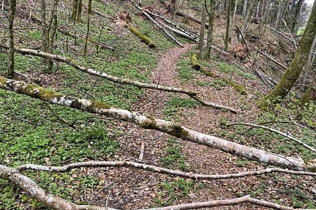 Das Schwarzwaldwegli ist wieder frei gerumt