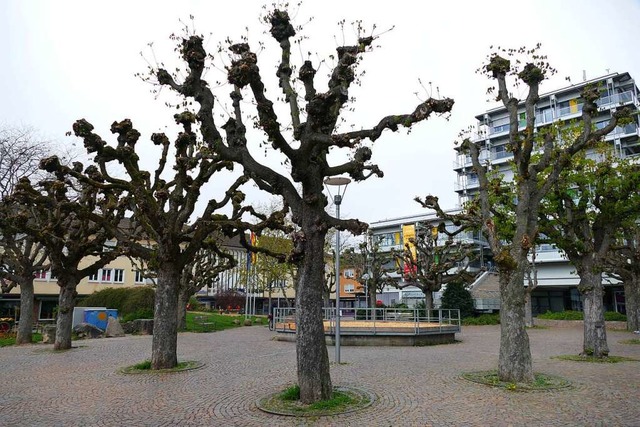 Der sogenannte Kopfschnitt gibt den Ka...ie Bume sind anfllig fr Schdlinge.  | Foto: Verena Pichler