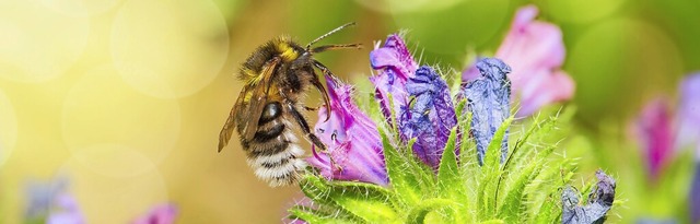 Was der Natur hilft, bringt auch den M...nd der PWV wollen deshalb kooperieren.  | Foto: Sabine Dietrich