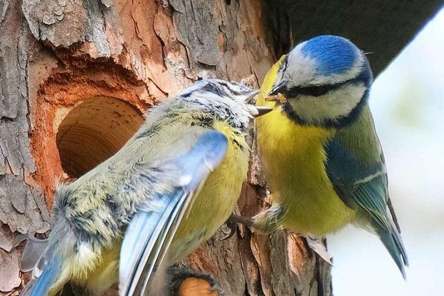 Lass es dir schmecken, liebe Blaumeise!