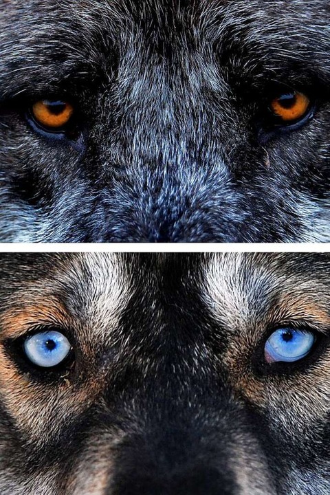 Enge Verwandte: der Wolf (oben) und der Hund (in Gestalt eines Huskys)  | Foto: dpa