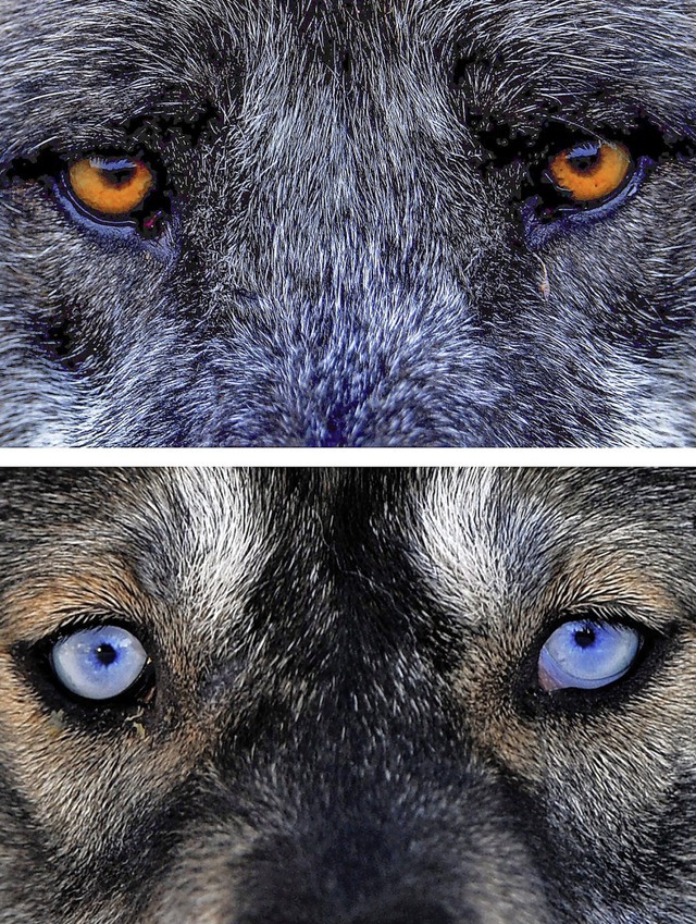 Enge Verwandte: der Wolf (oben) und der Hund (in Gestalt eines Huskys)  | Foto: dpa