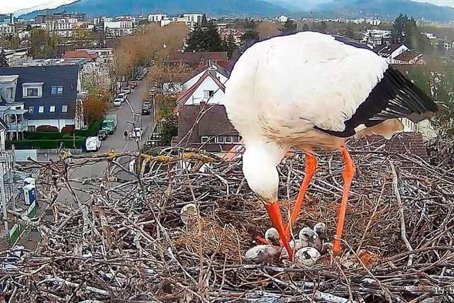 Im Nest auf der Freiburger Thomaskirche gibt es schon Storchennachwuchs