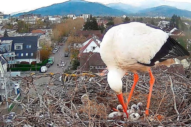 Das Storchennest auf der Thomaskirche wird von eine Webcam gefilmt.  | Foto: privat