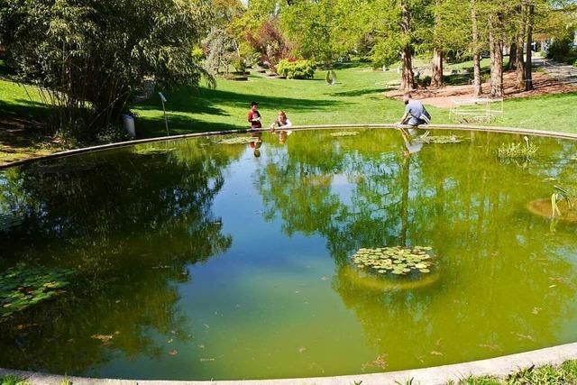 Froschkonzert im Botanischen Garten in Herdern