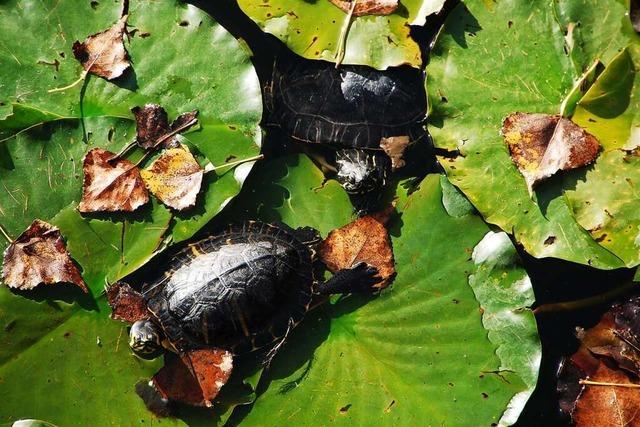 Herbstbad der Schildkröten Freiburger im Seepark