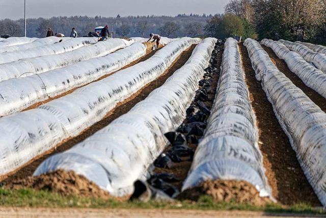 Am Kaiserstuhl und im Breisgau setzen Landwirte vermehrt auf Folie