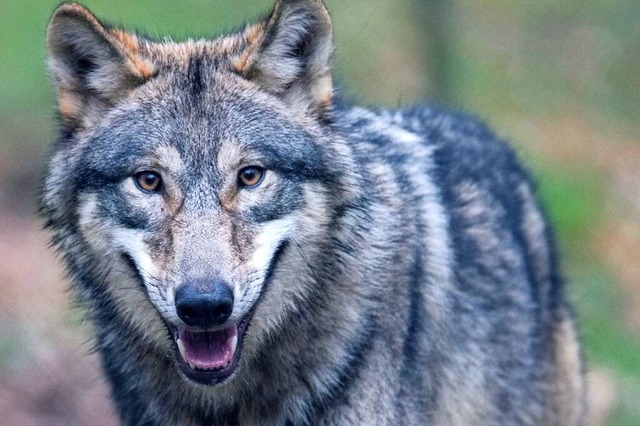 Dieser Wolf lebt in einem Wildtierpark in Hessen.  | Foto: Boris Roessler (dpa)