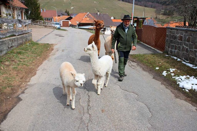 Ernst Weniger bei  einem Spaziergang mit seinen Alpakas durchs Dorf.  | Foto: Monika Weber